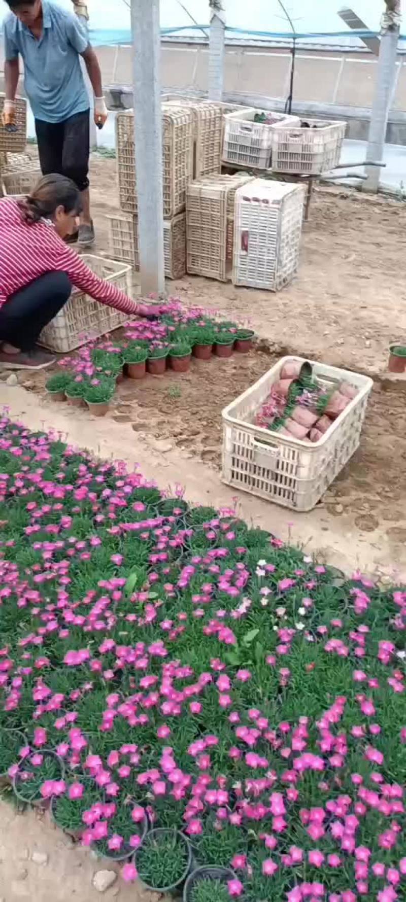 欧石竹