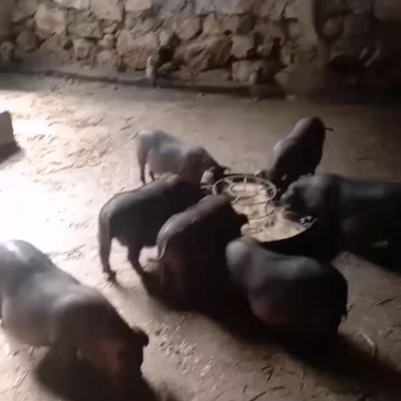黑香猪