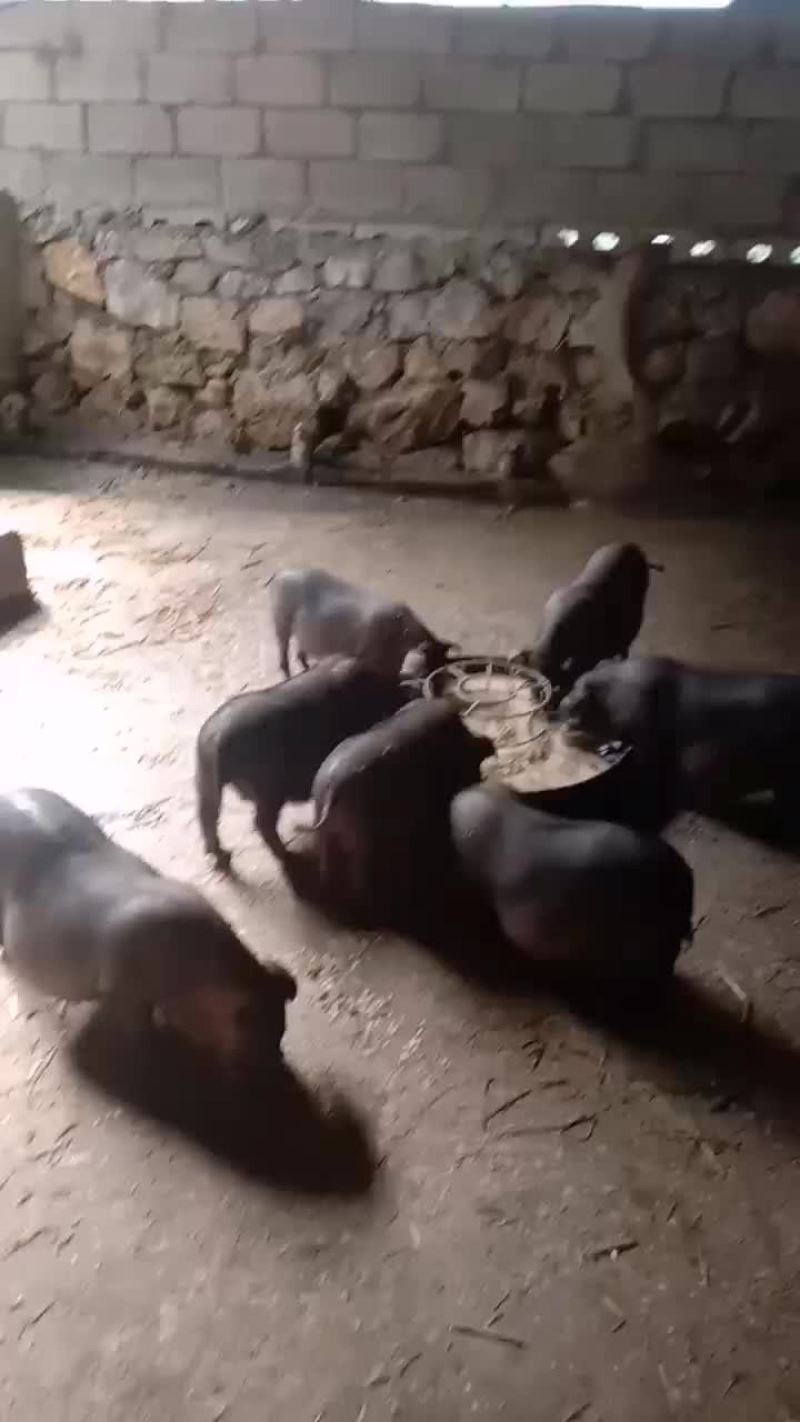 黑香猪