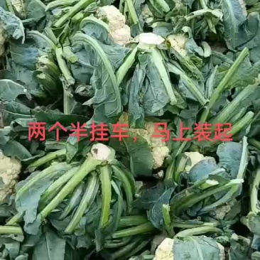 中国河北邯郸，丛台区南大堡蔬菜市场物流园