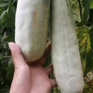 羊角蜜甜瓜