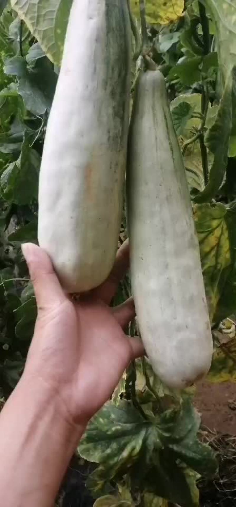 羊角蜜甜瓜
