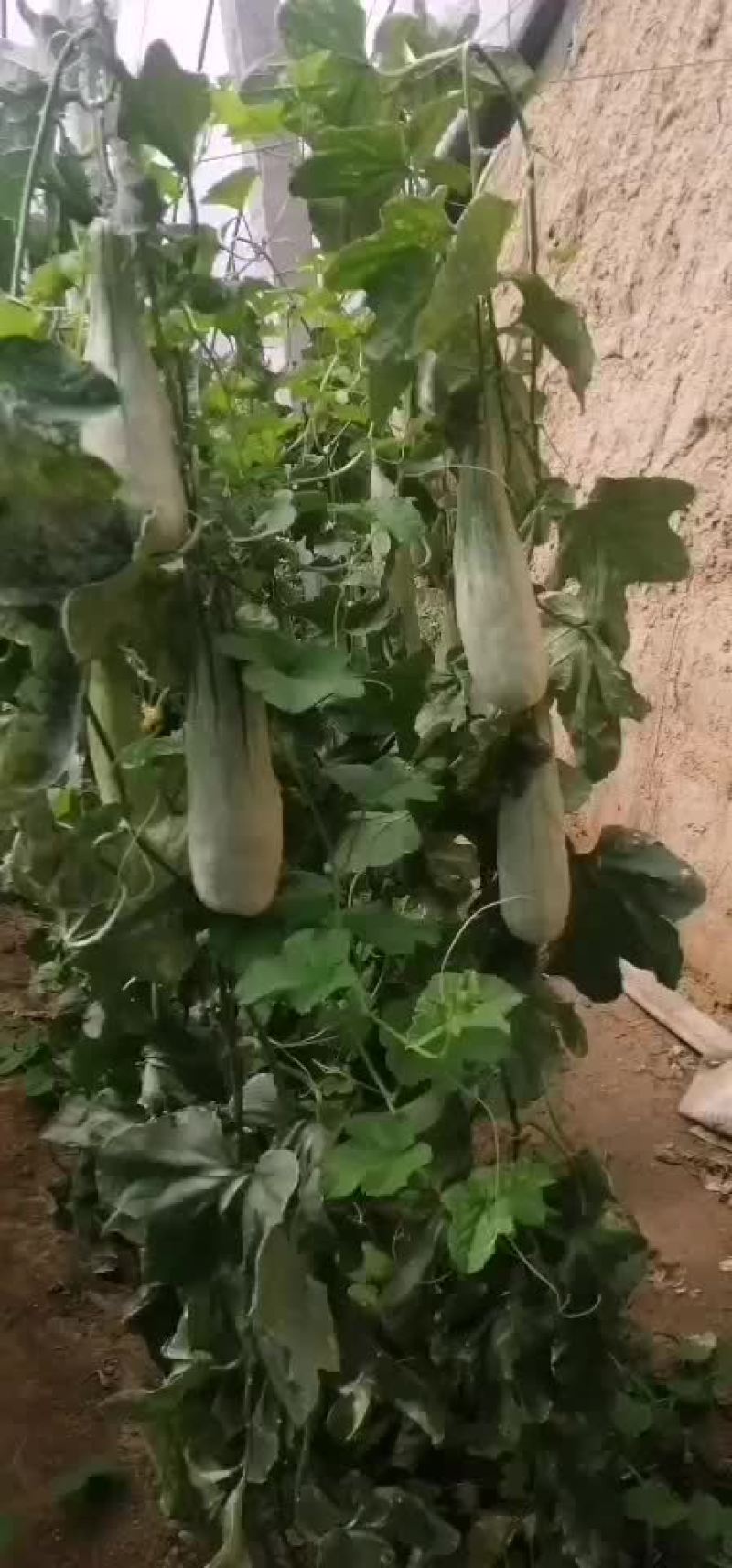 羊角蜜甜瓜