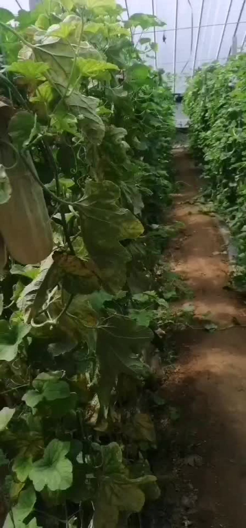 羊角蜜甜瓜