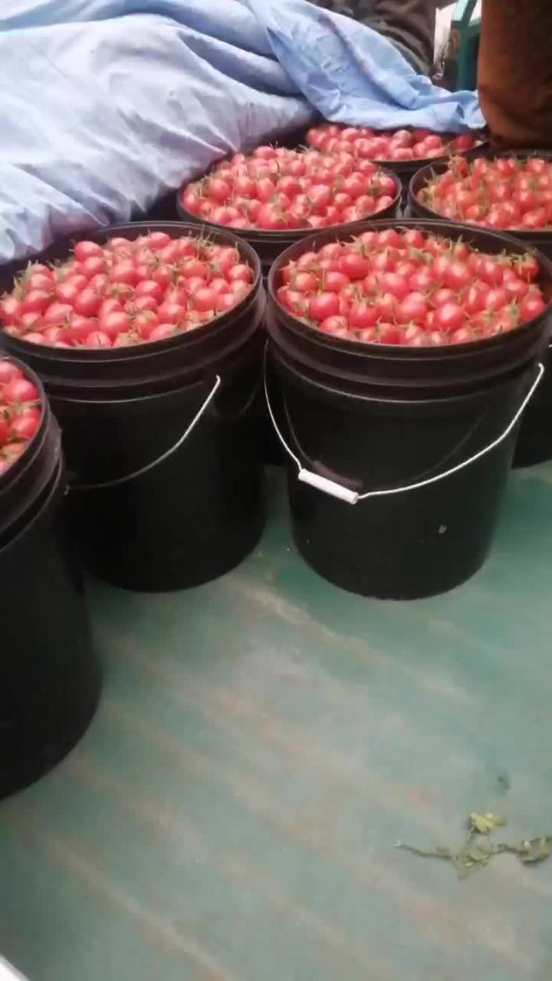 圣女果小番茄