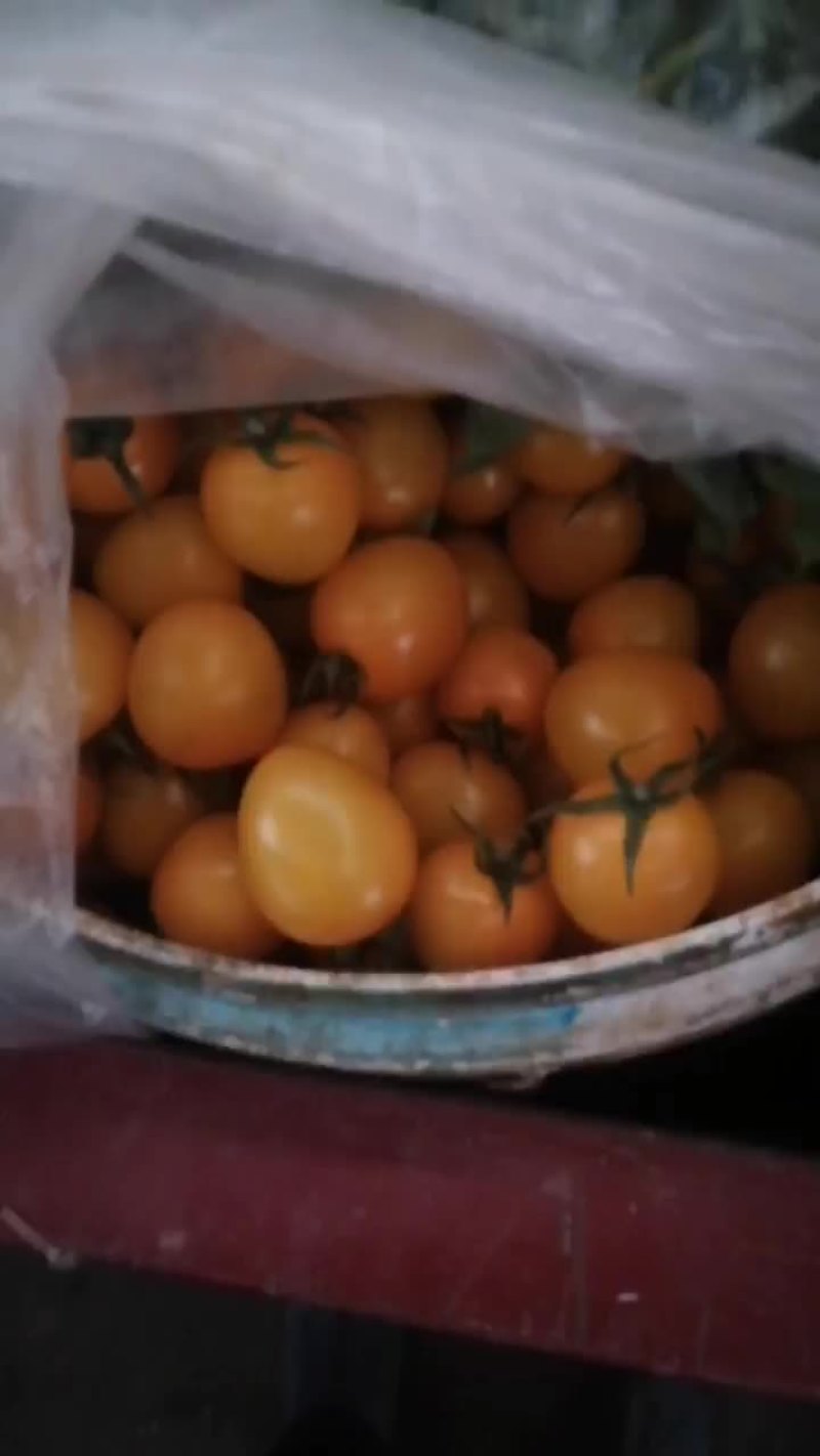 圣女果小番茄