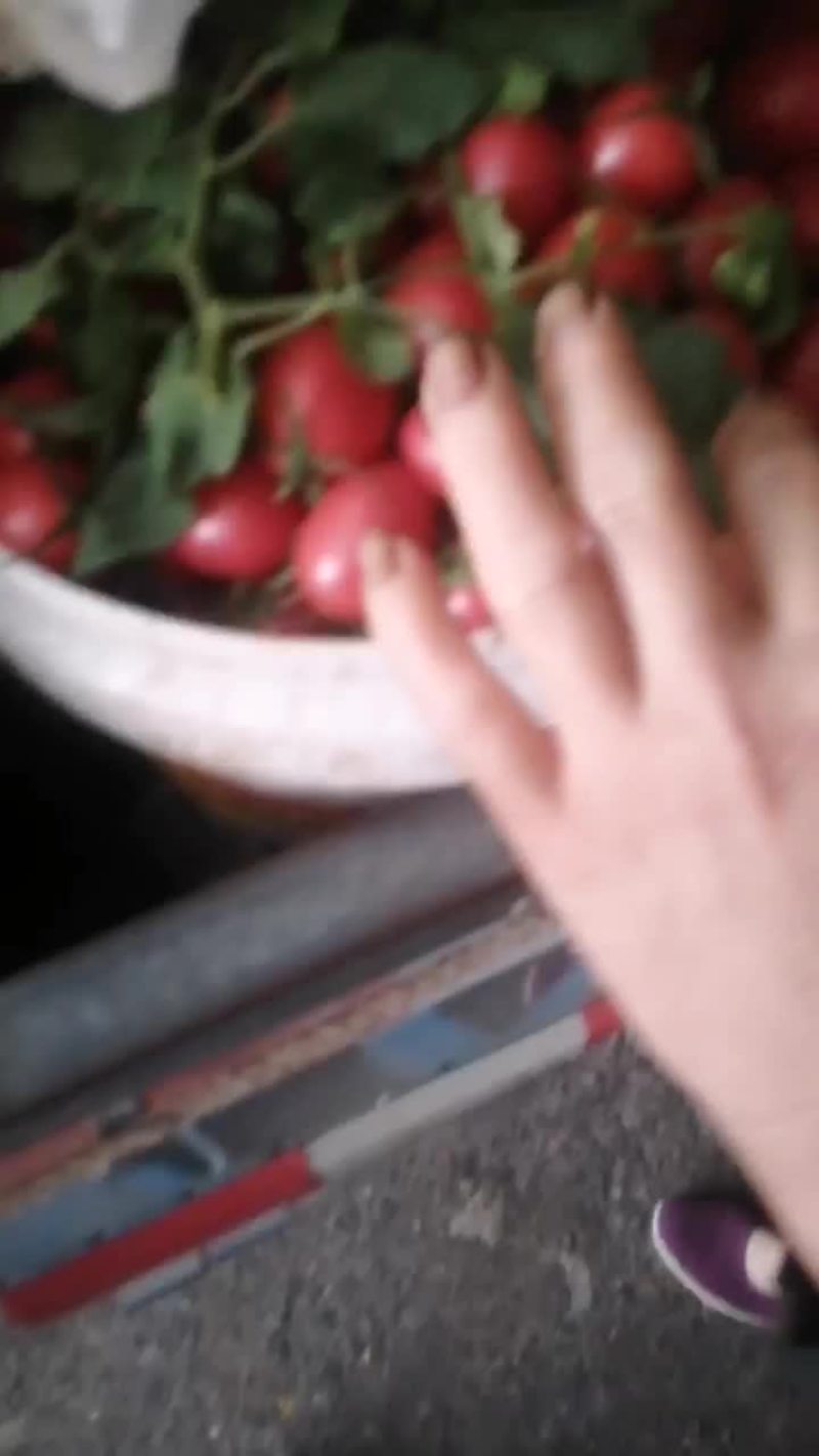 圣女果小番茄