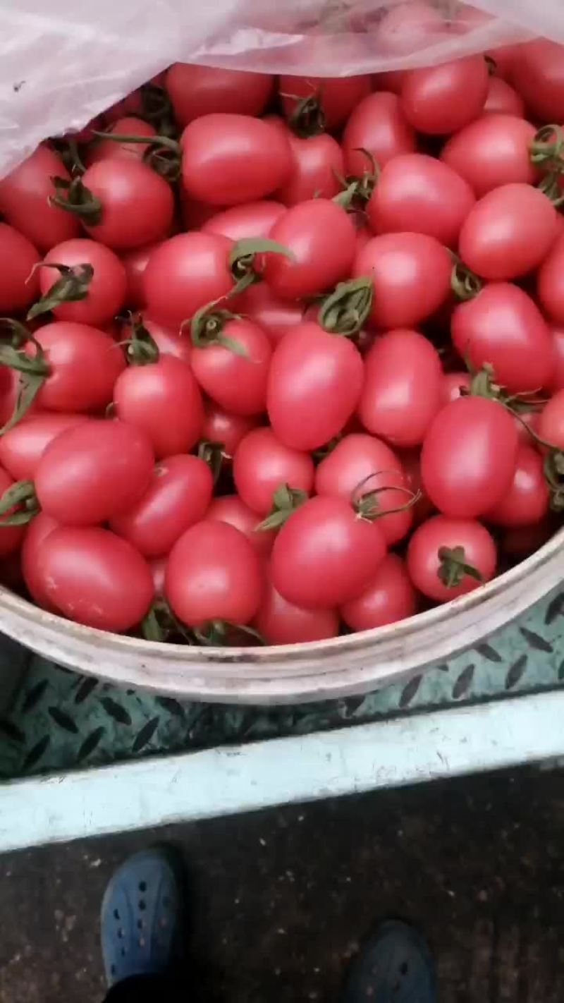 圣女果小番茄