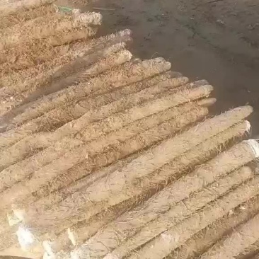 山药九斤黄