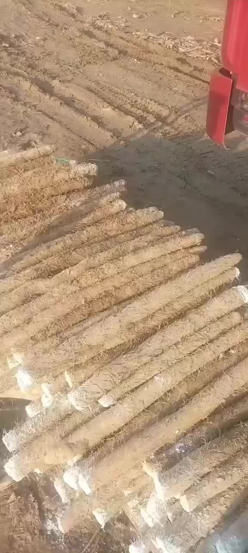 山药九斤黄