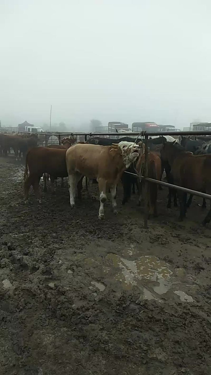 礼县旺兴养只专业合作社
