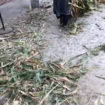 青储玉米