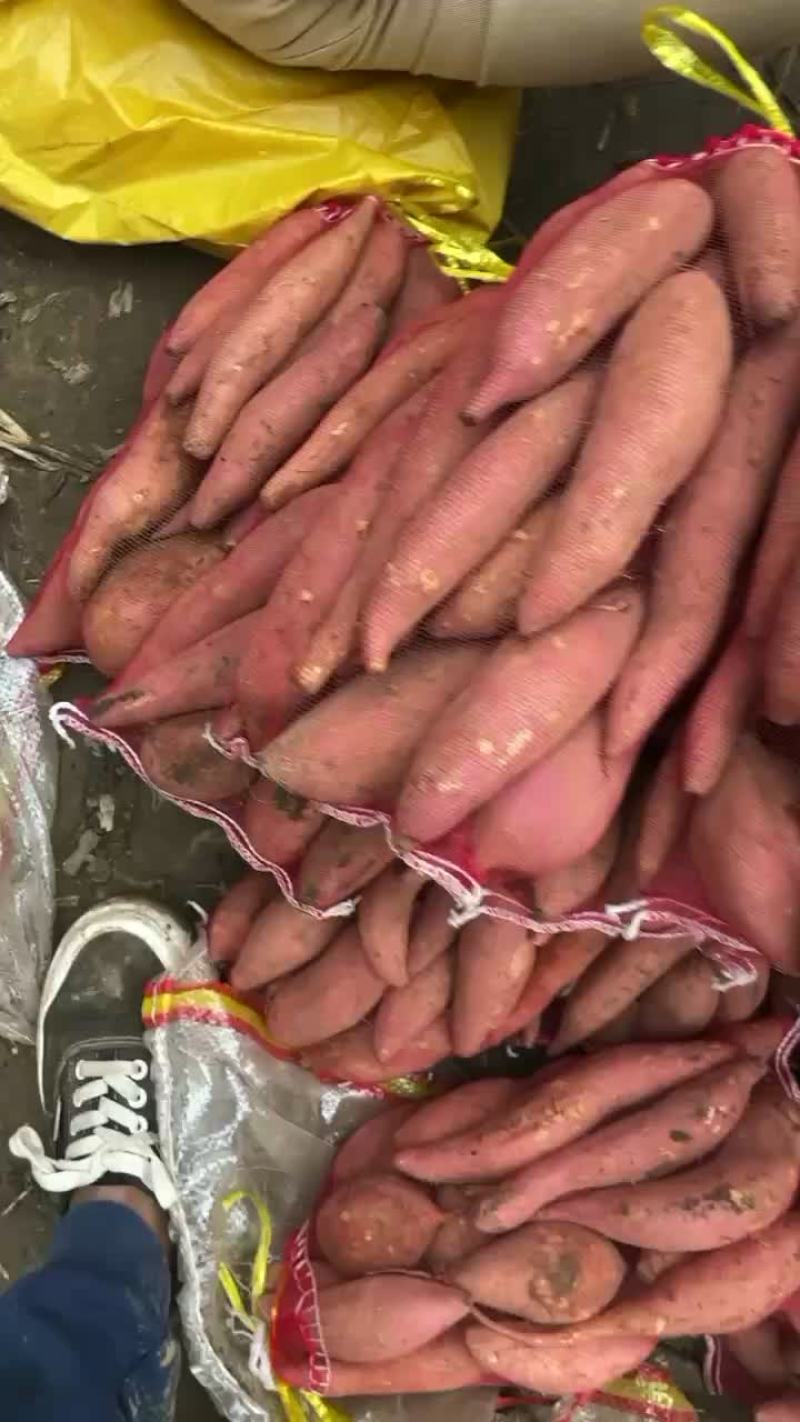 河北雄县红署