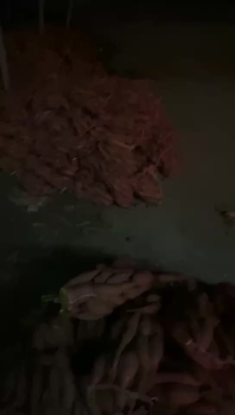 河北雄县红署