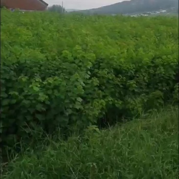 乌桕当年苗
