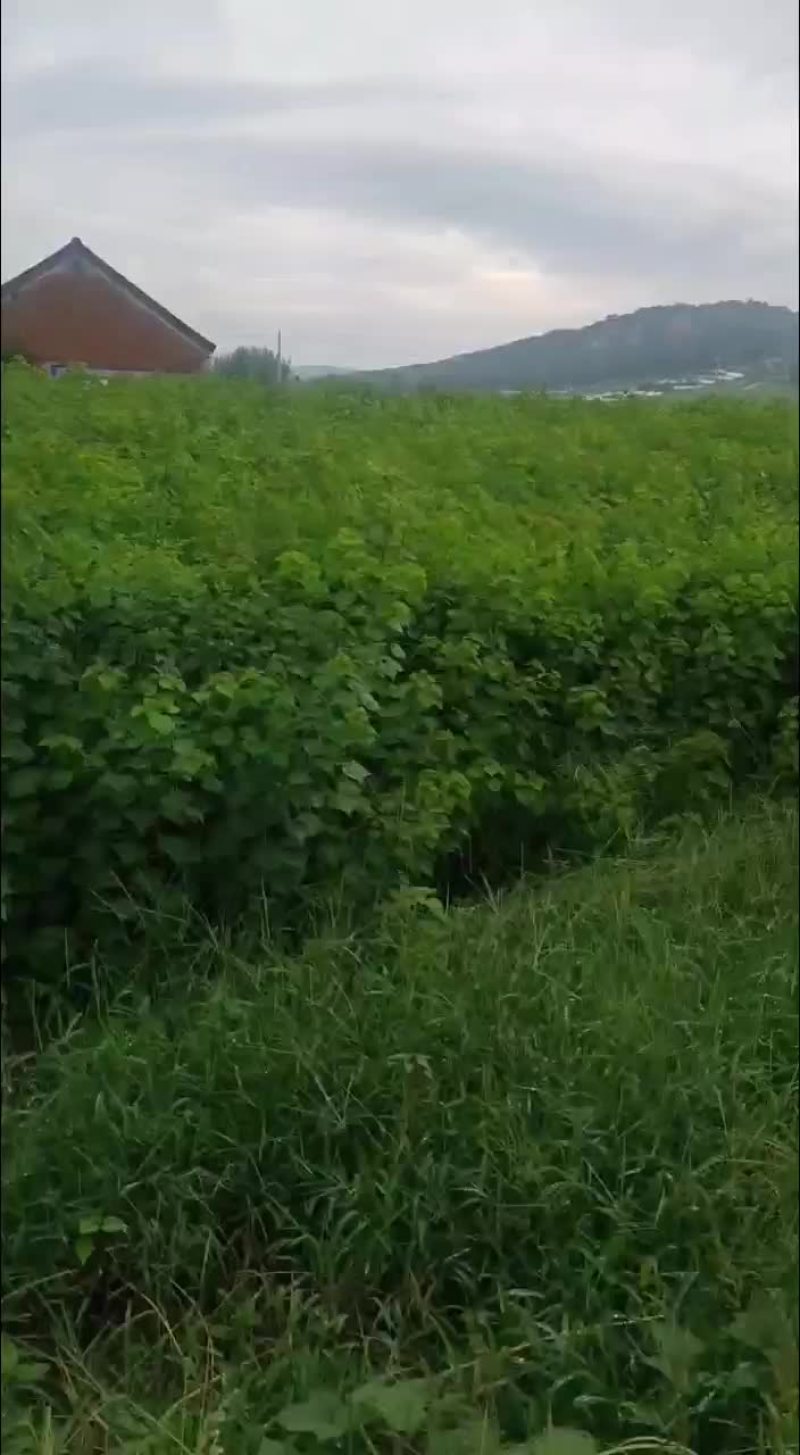 乌桕当年苗