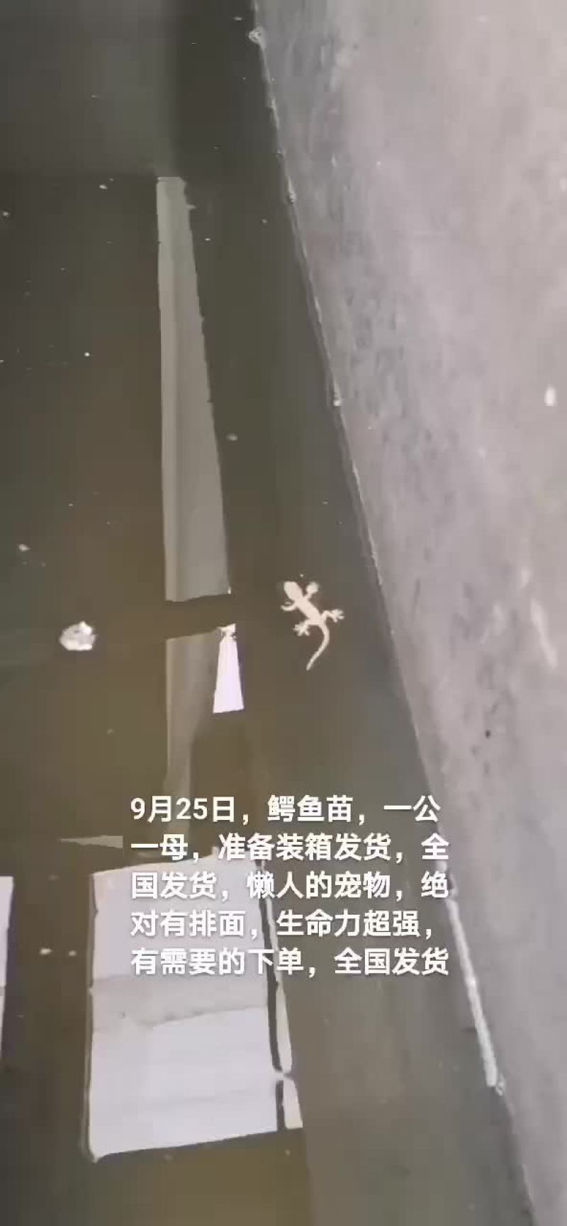 鳄鱼苗