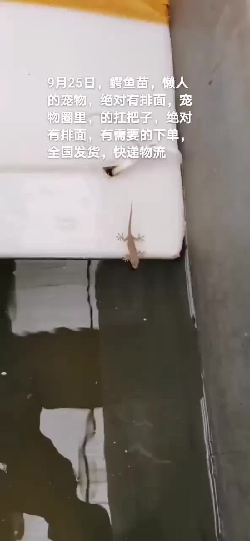 鳄鱼苗