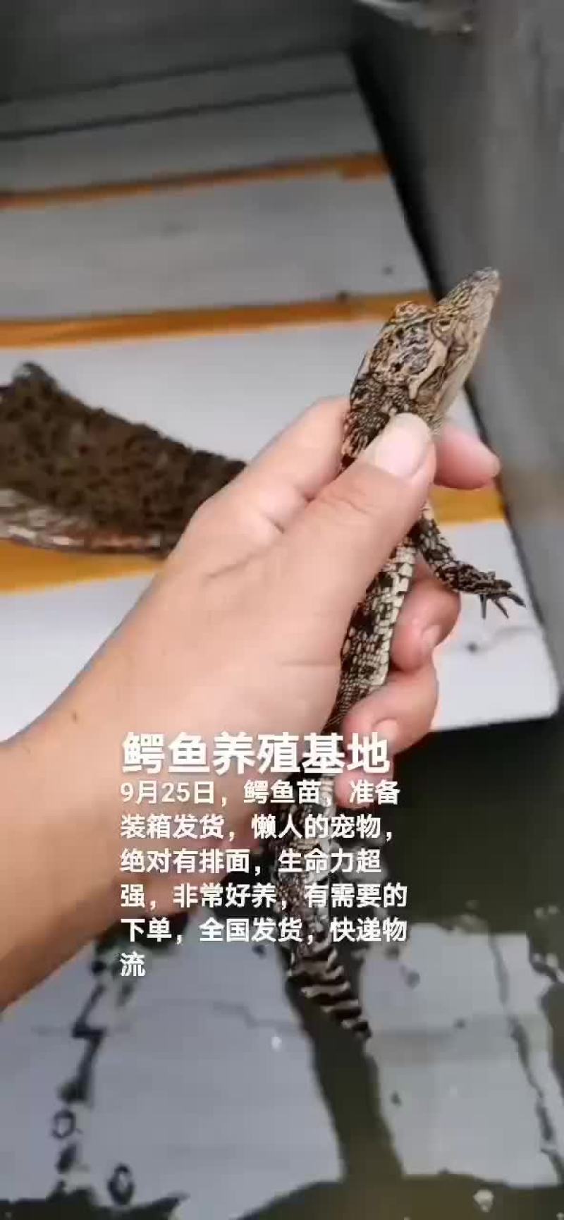 鳄鱼苗