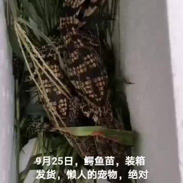 鳄鱼苗