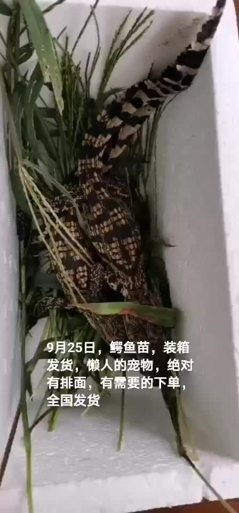 鳄鱼苗