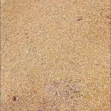 大量玉米