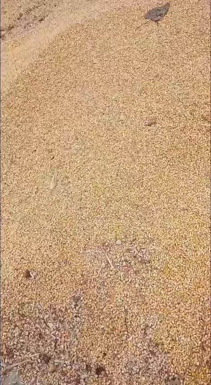 大量玉米
