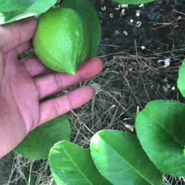香水柠檬