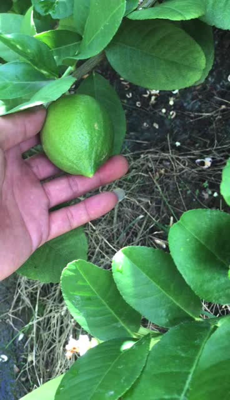香水柠檬