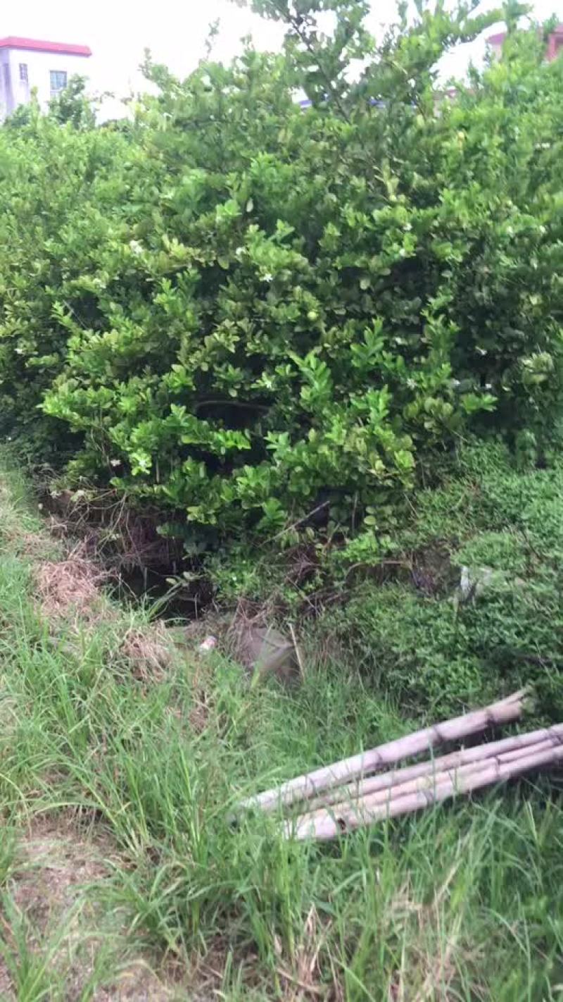 香水柠檬