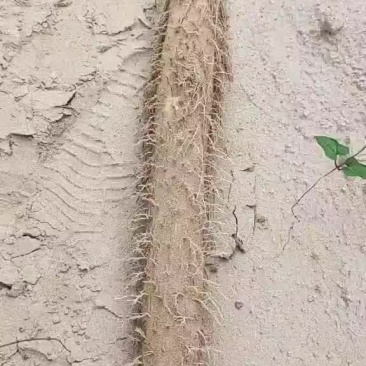 榆林沙地白玉山药
