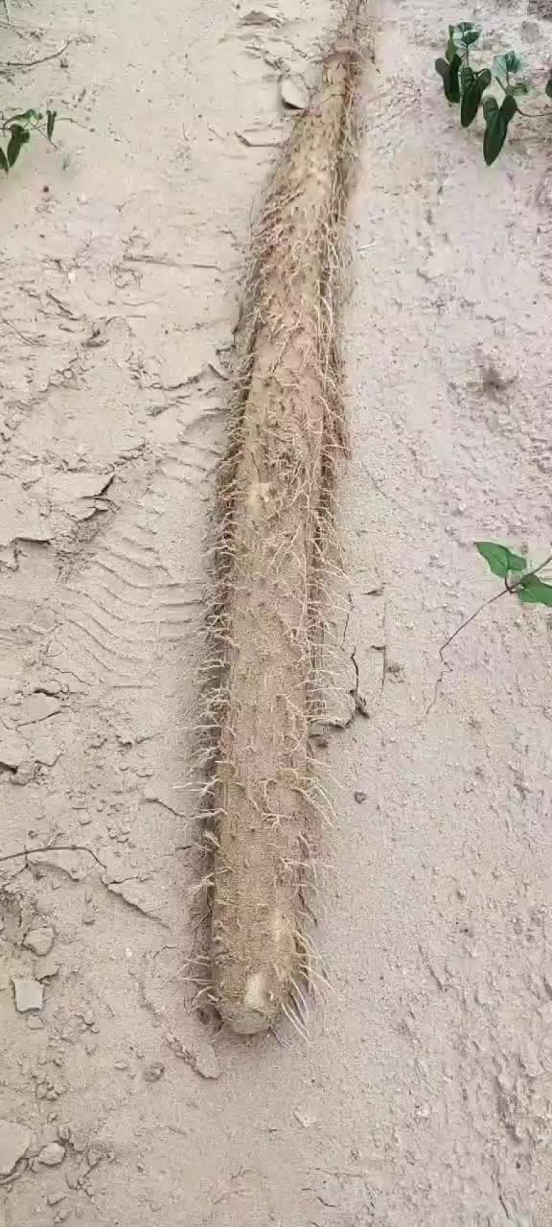 榆林沙地白玉山药