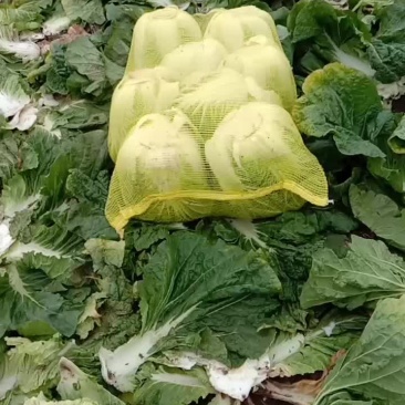 黄心白菜
