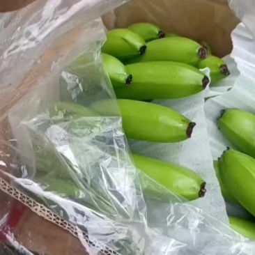 优质云南蕉