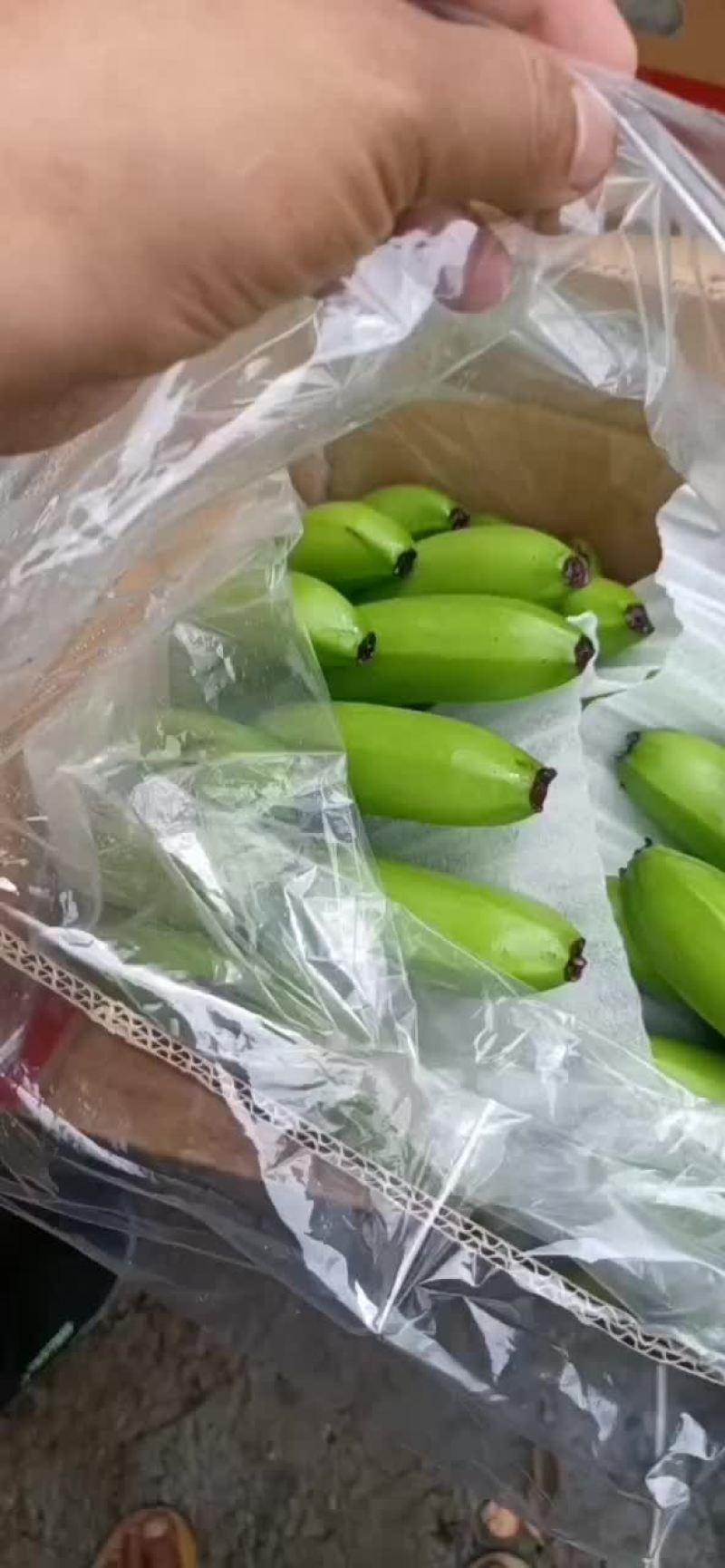 优质云南蕉