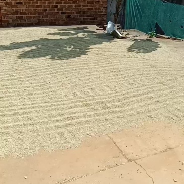 稻谷