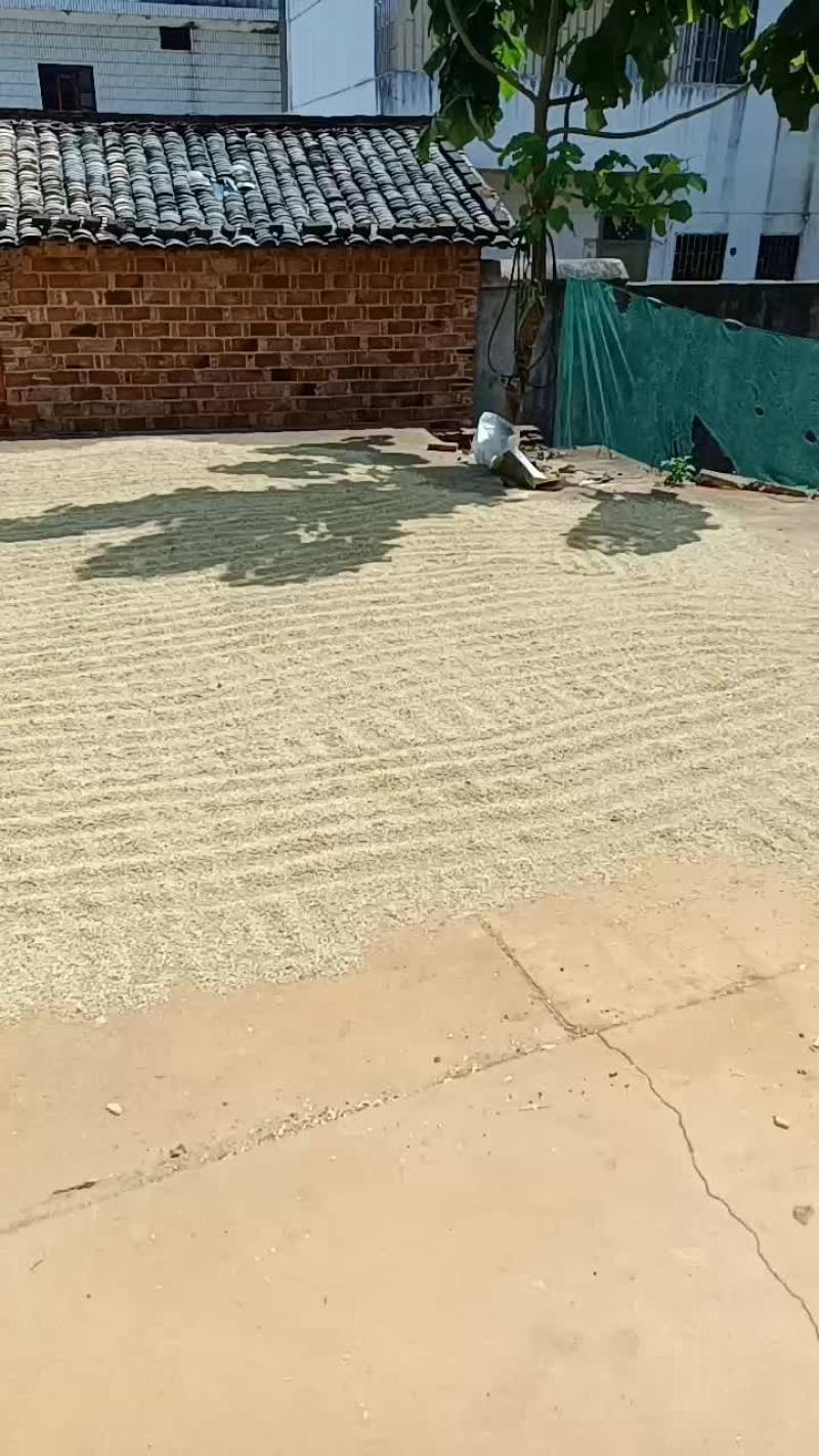 稻谷