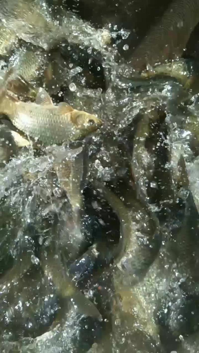 需要鱼苗和成鱼放鱼塘水库的，规格品种齐全，决对批发价