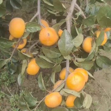 阳丰甜柿子