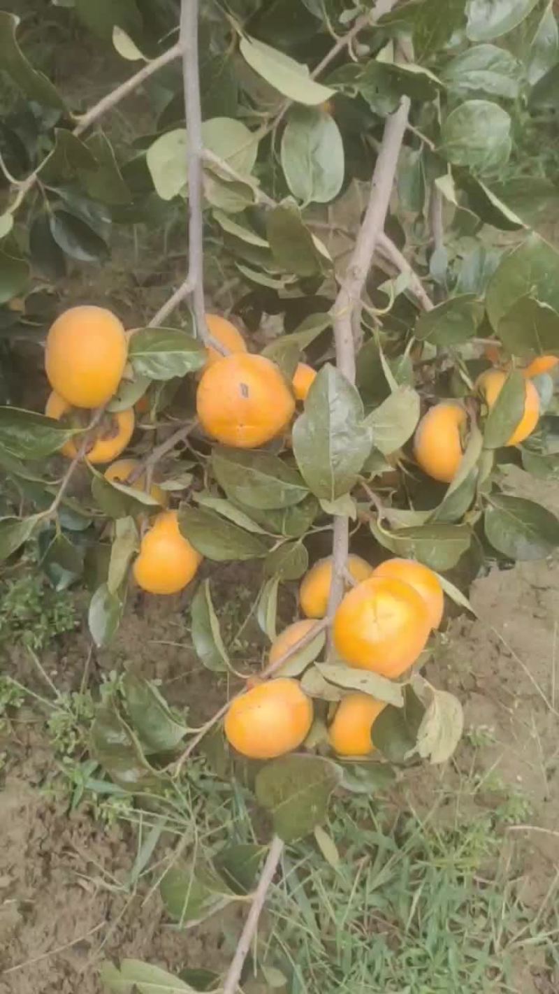 阳丰甜柿子