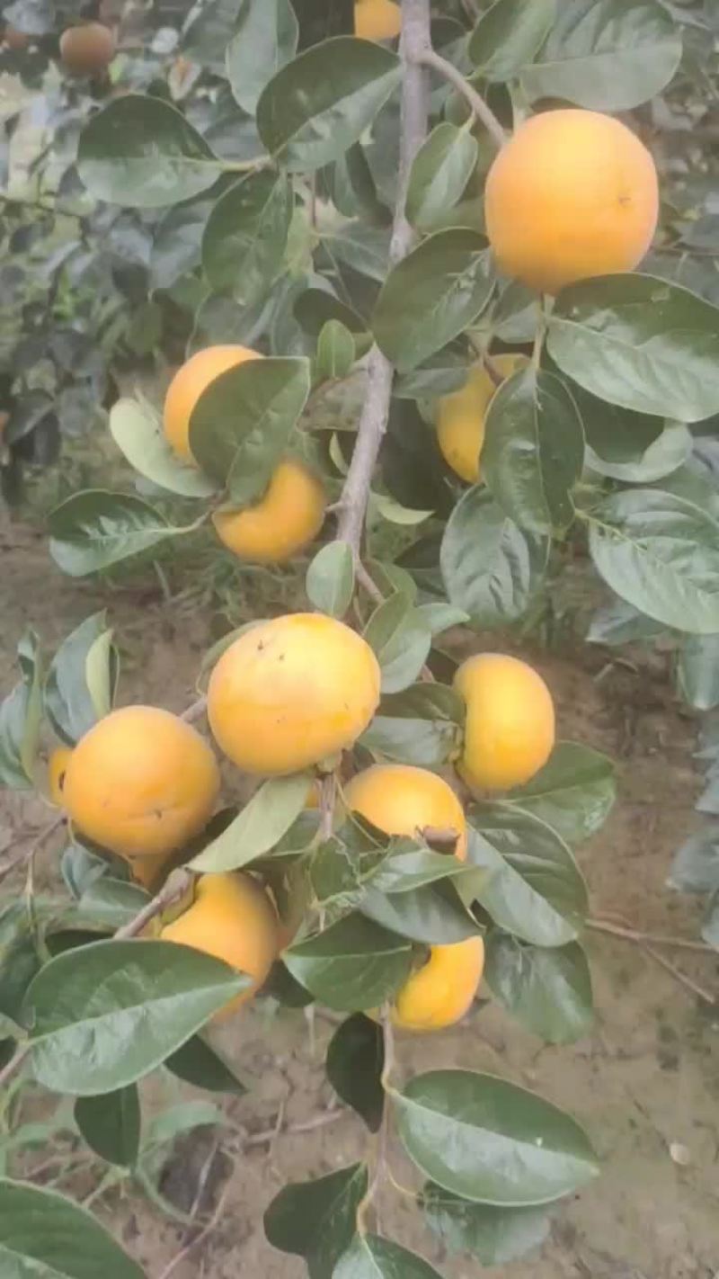阳丰甜柿子