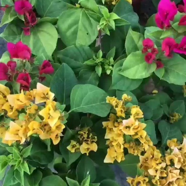 多色三角梅