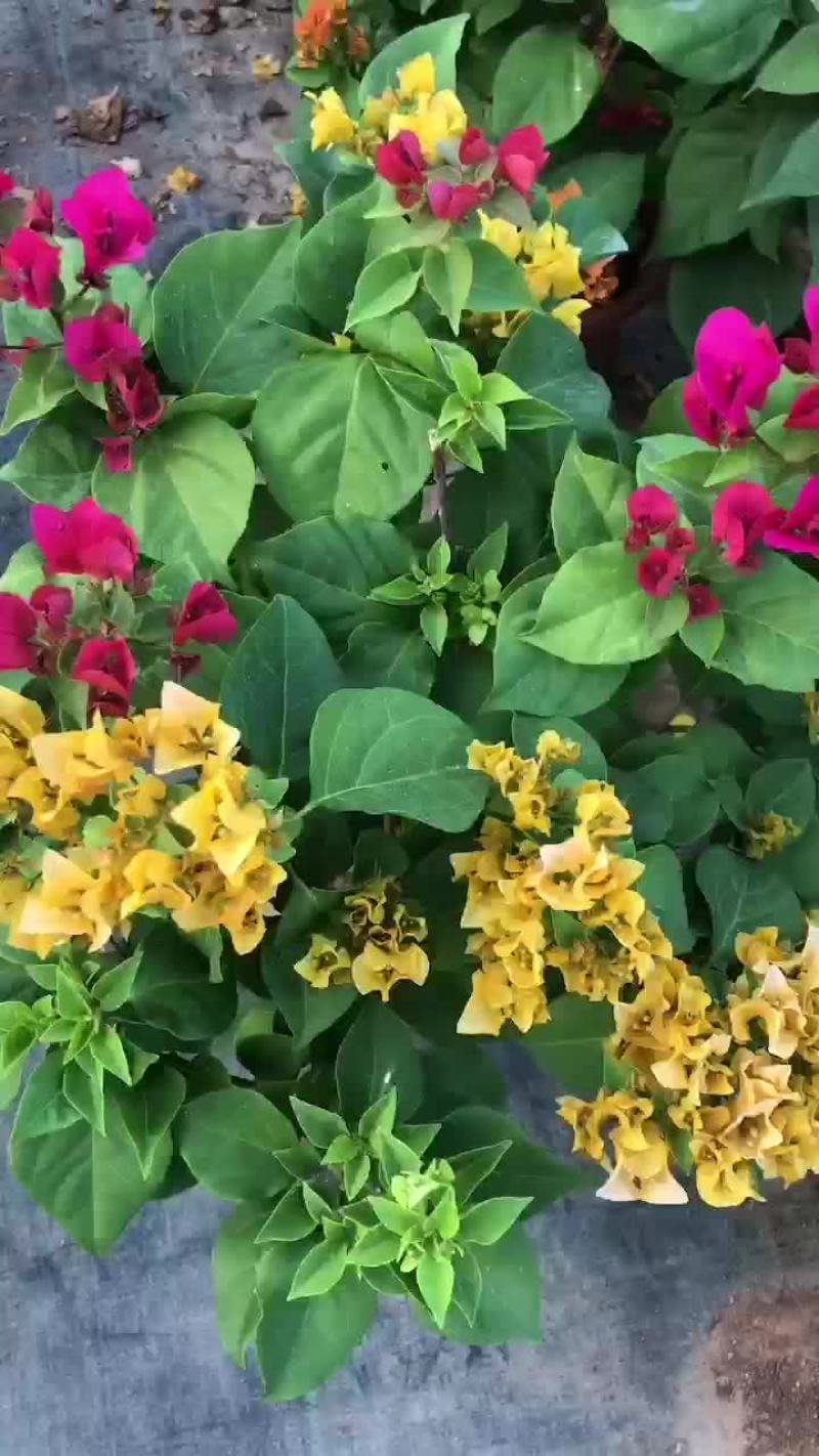多色三角梅