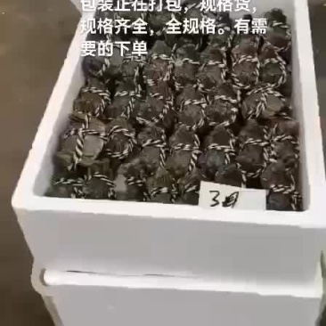大闸蟹