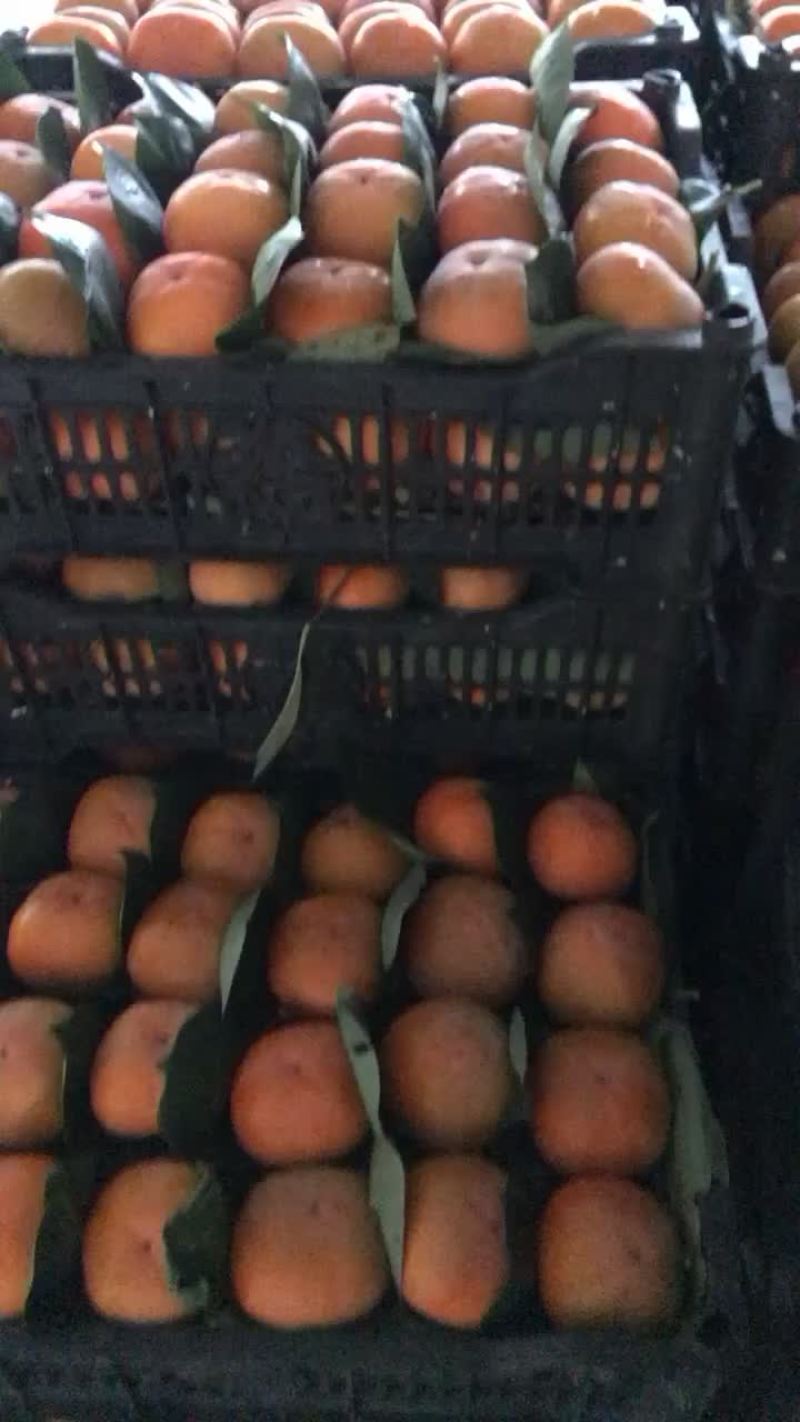甜心柿