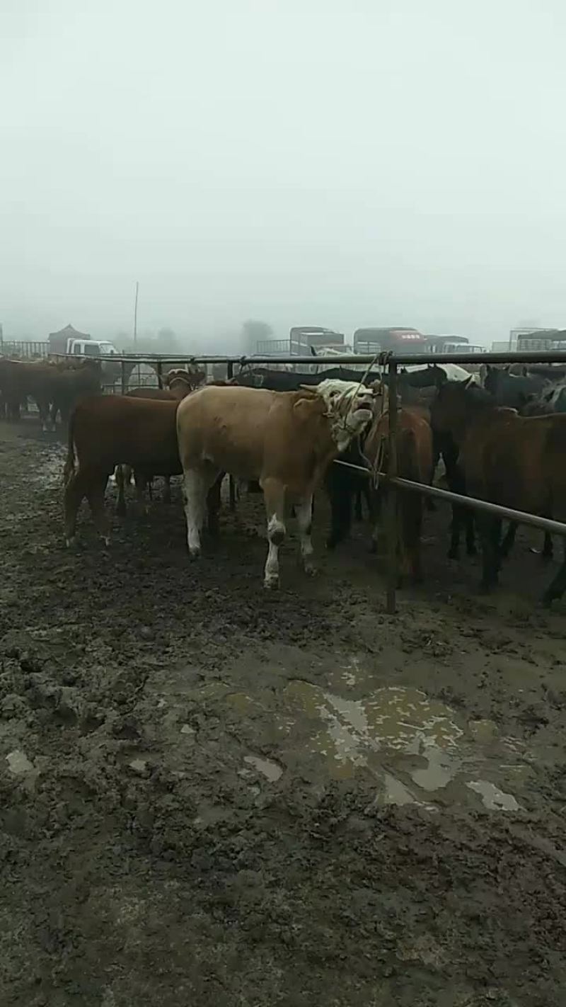 礼县旺兴养只专业合作社