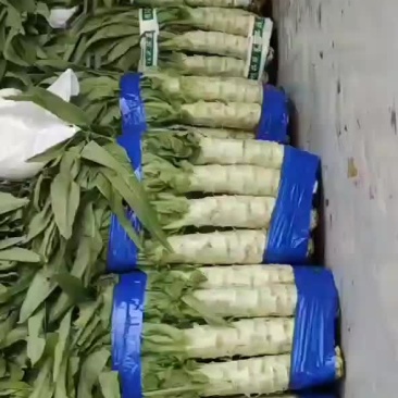 柳叶笋