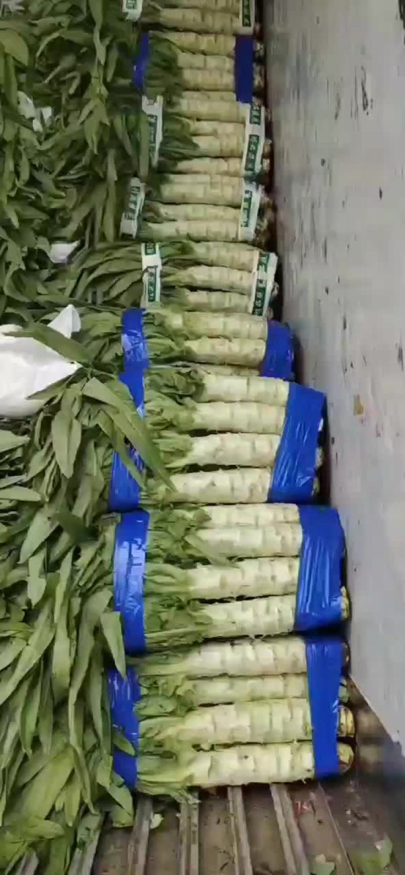 柳叶笋