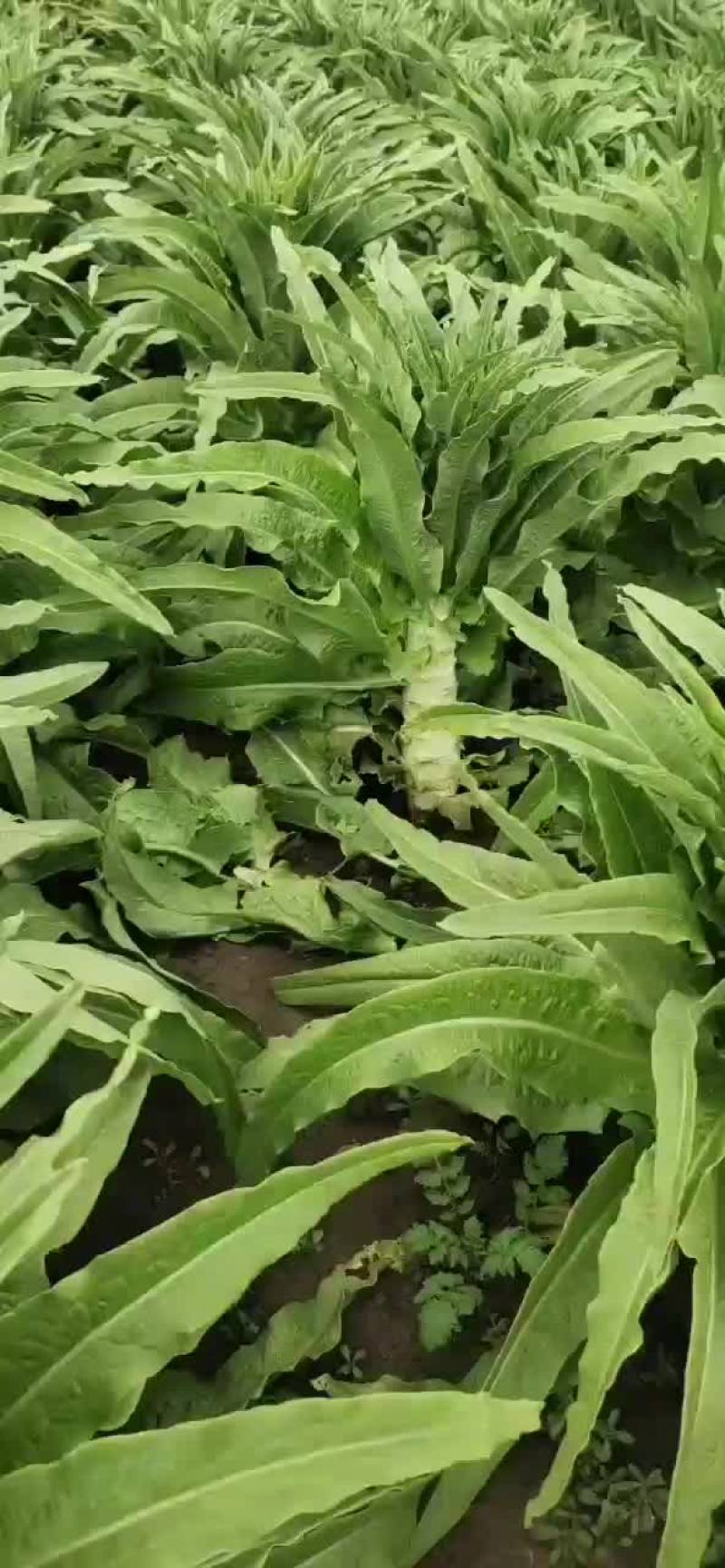 柳叶笋