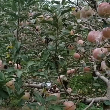膜袋富士